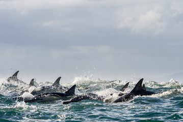 Fototapeta premium Dolphins, swimming in the ocean