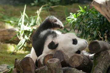 Fototapeta premium Sleeping giant panda, Hong Kong