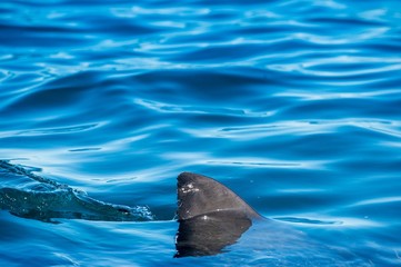 Fototapeta premium Shark fin above water. Closeup Fin of a Great White Shark (Carcharodon carcharias), swimming at surface, False Bay, South Africa, Atlantic Ocean