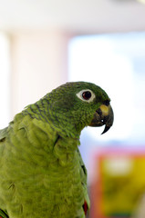 parrot closeup
