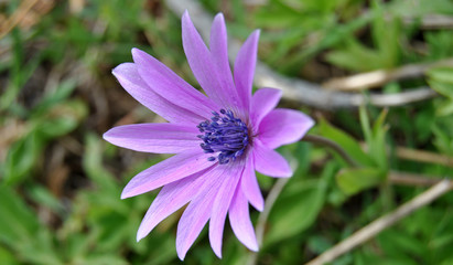 Obraz premium Fiore lilla