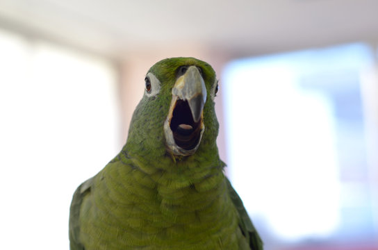 parrot closeup
