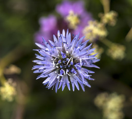 Macro photo of globularia cordifolia flower in a meadow 