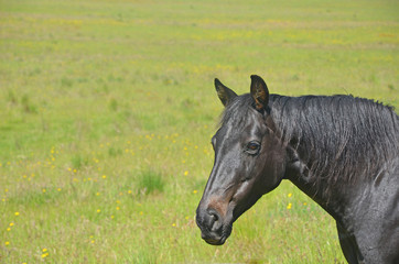 Black horse in grassy wildflower meadow