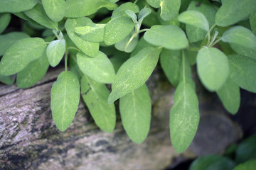 salvia growing in the garden
