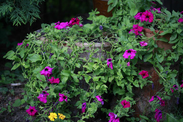 Fototapeta na wymiar bajkowy ogród - kwiaty w starej donicy