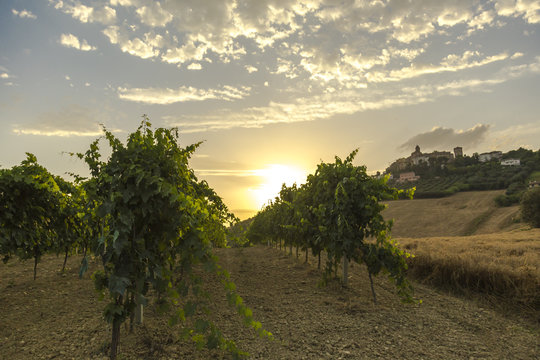 Sun is rising over vineyards in Italy