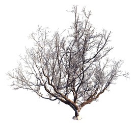 Winter Tree On Snow Isolated White 3D Illustration