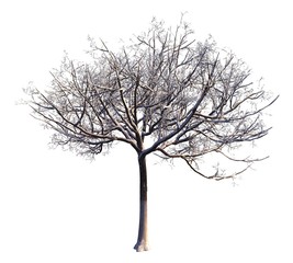 Winter Tree On Snow Isolated White 3D Illustration