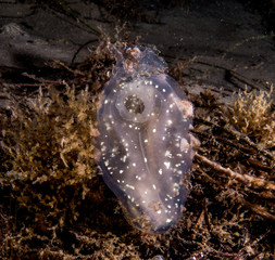 Solitary Sea Squirt