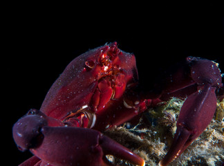 Red Kelp Crab