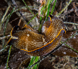 Navanax (sea Slug)