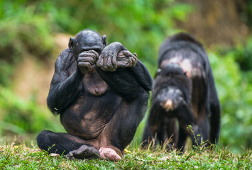 Female Bonobo (Pan Paniscus), sitting on green grass, scratches his heel. Democratic Republic of Congo. Africa