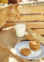 Oatmeal cookies and cat smelling milk