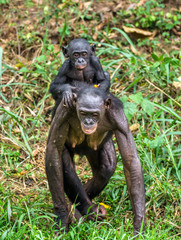 Bonobo Cub on back at mother. At a short distance, close up. The Bonobo ( Pan paniscus), called the pygmy chimpanzee.