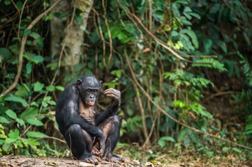 The Bonobo ( Pan paniscus) in rain forest. Natural green jungle background. Democratic Republic of Congo. Africa