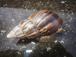 snail