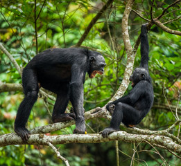 Bonobos (Pan Paniscus) on a tree branch. The Swearing and Aggressive Bonobo ( Pan paniscus)