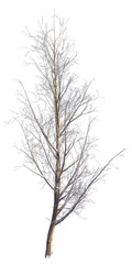 Fototapeta na wymiar Winter Tree On Snow Isolated White 3D Illustration