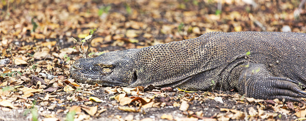 Komodo Dragon (Varanus komodoensis)