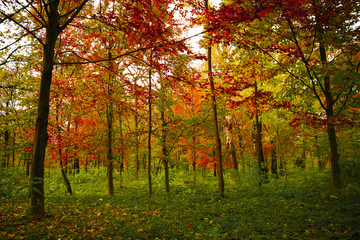 Fototapeta na wymiar Autumn vivid colours