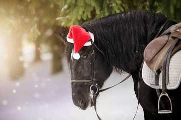 Portrait of the saddled horse in a cap in a a red Santa Claus hat