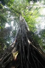 Ogromne drzewo w dżungli - Indonezja - obrazy, fototapety, plakaty