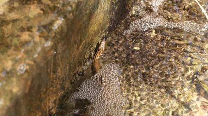 mały wąż w wodzie  © agarianna