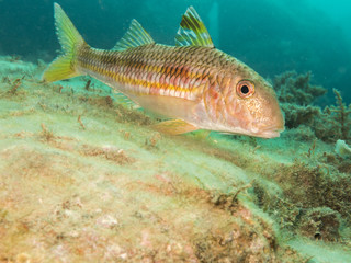 Underwater life