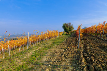 Autumn vineyard. Piedmont, Italy