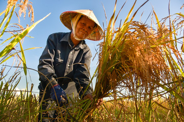Vietnamese farmer working on rice field in Vietnam