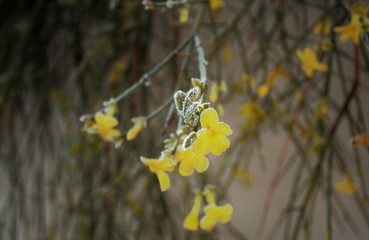 frosted plants