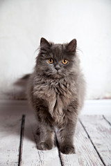 Cute Persian Cat Looking