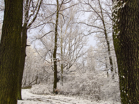 Snowy trees