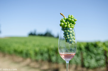 grapes to glass