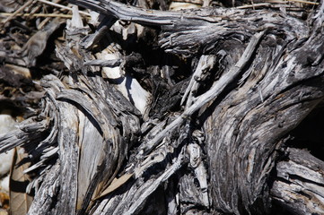 driftwood