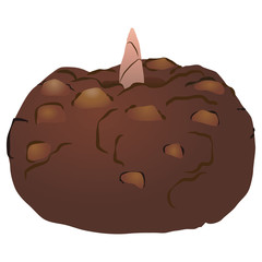 コンニャクイモ