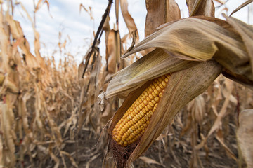 Ripe maize ear in cultivated corn field ready for harvest © allexxandarx