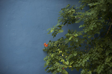 Planta verde con una pequeña flor de color naranja sobre pared azul