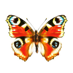 butterfly,isolated on a white