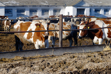 Cows grazing in a pen on a bright sunny autumn day