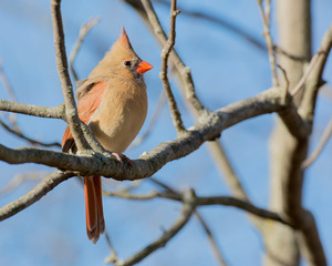 Female Northern Cardinal