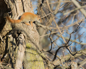 Red Squirrel Perched