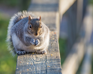 Gray Squirrel Perched
