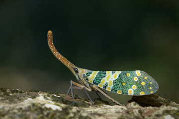 Lantern Fly in Thailand and Southeast Asia.