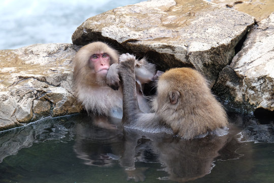 123 Best 白い猿 Images Stock Photos Vectors Adobe Stock