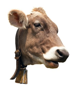 head of brown cow isolated on white background