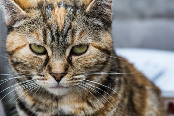 Manx cat