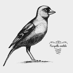 hand drawn vector realistic bird, sketch graphic style,