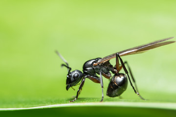 macro Ant with wings